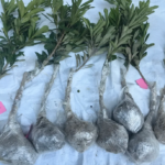 Prince Anhai Waxberry Tree Plant丨Chinese Bayberry photo review
