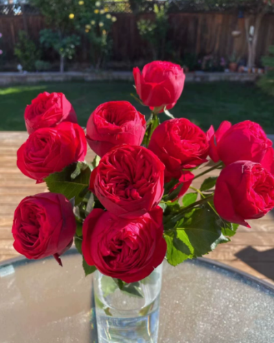Click to view full screen Piano Rose Plant photo review