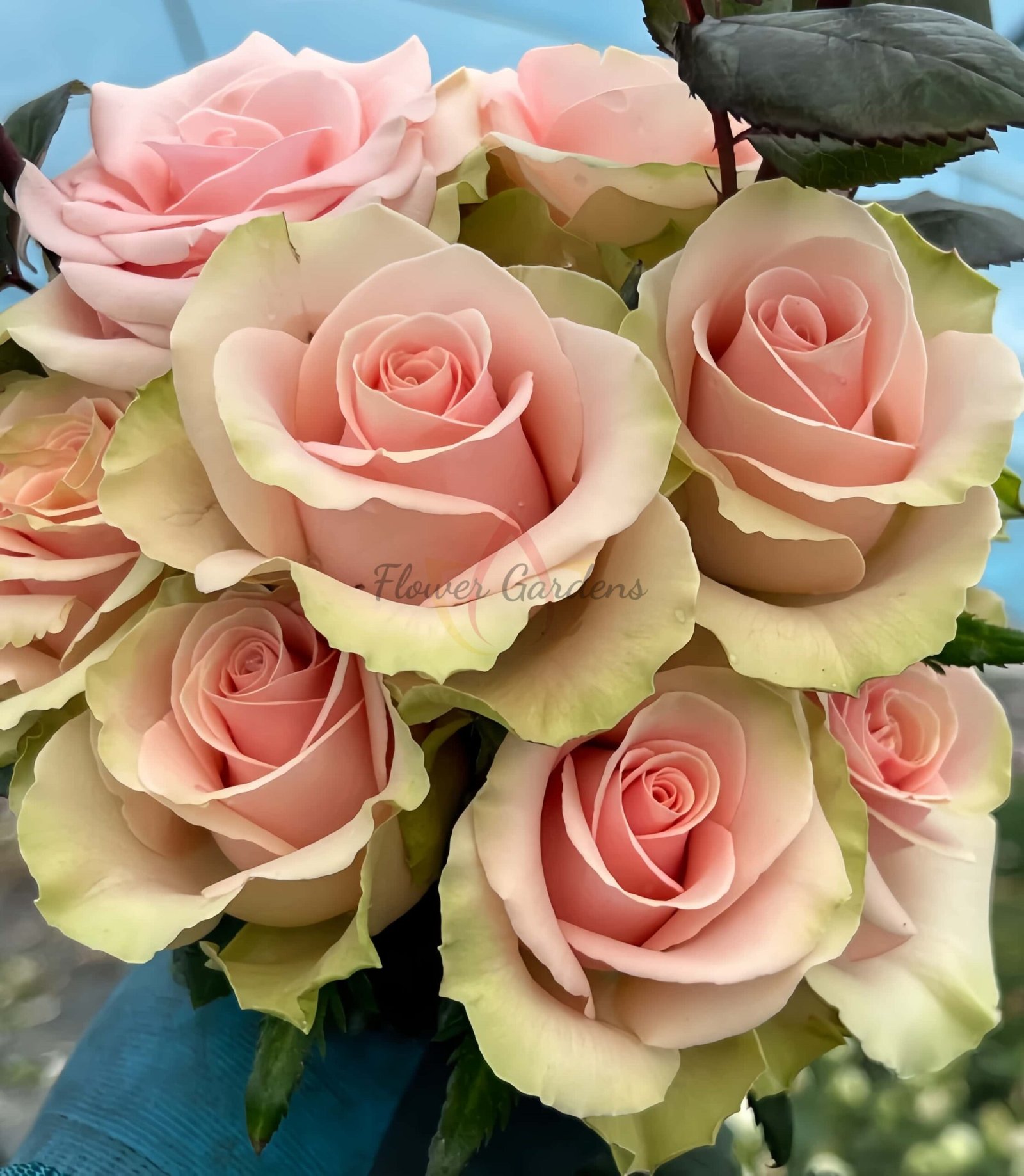 Absolut in Pink Rose丨Flower Gardens