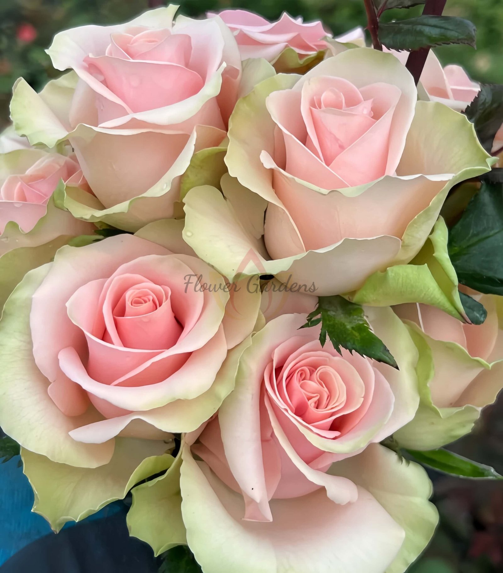 Absolut in Pink Rose for sale丨Flower Gardens