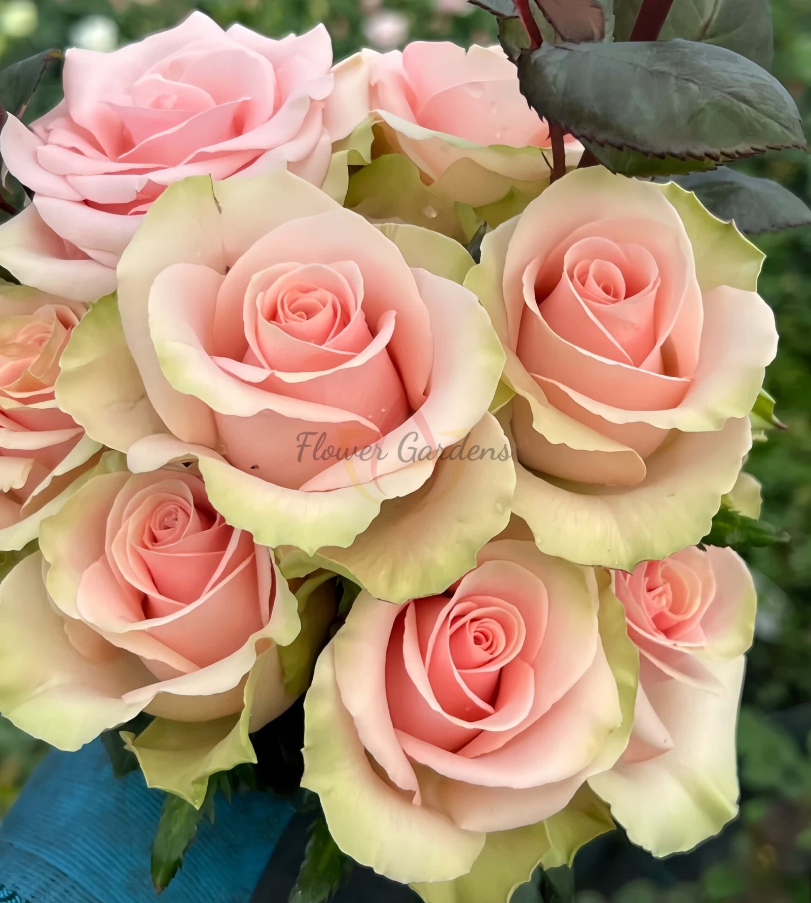 Absolut in Pink Rose丨Flower Gardens