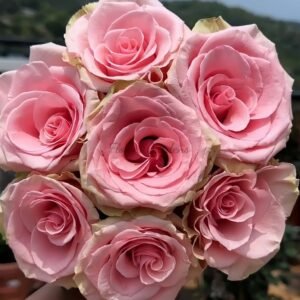 Absolut in Pink Rose plant丨Flower Gardens