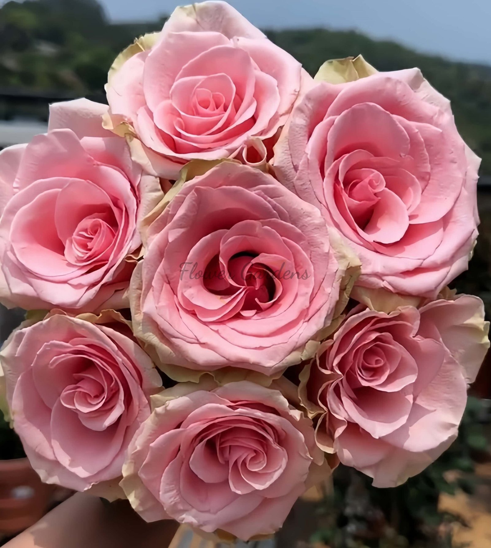Absolut in Pink Rose plant丨Flower Gardens