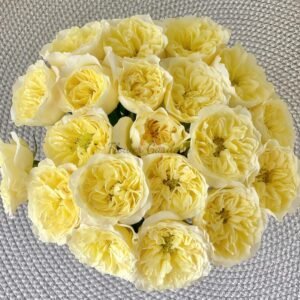 Asphyxiation Rose for sale丨Flower Gardens