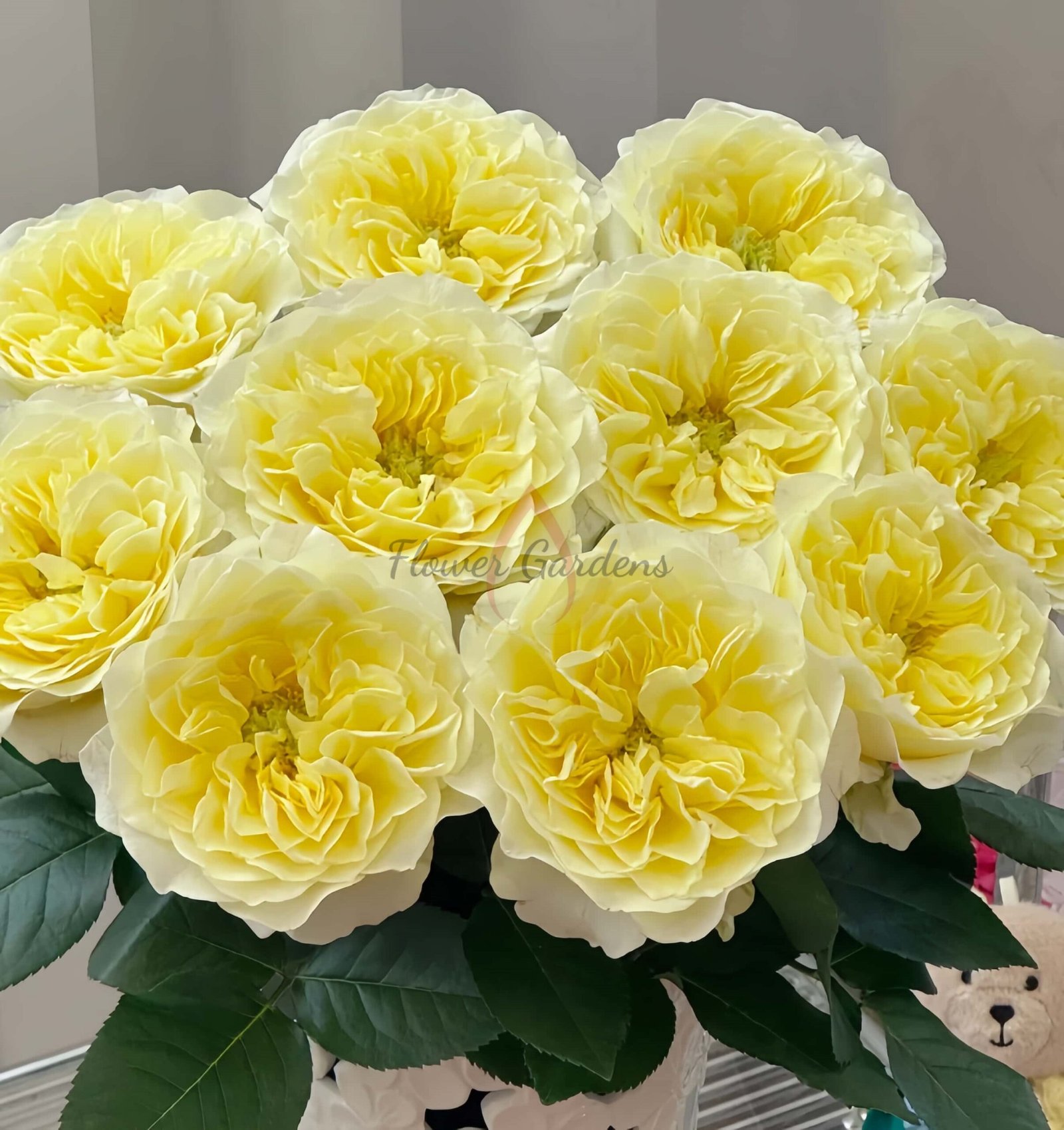 Asphyxiation Rose丨Flower Gardens