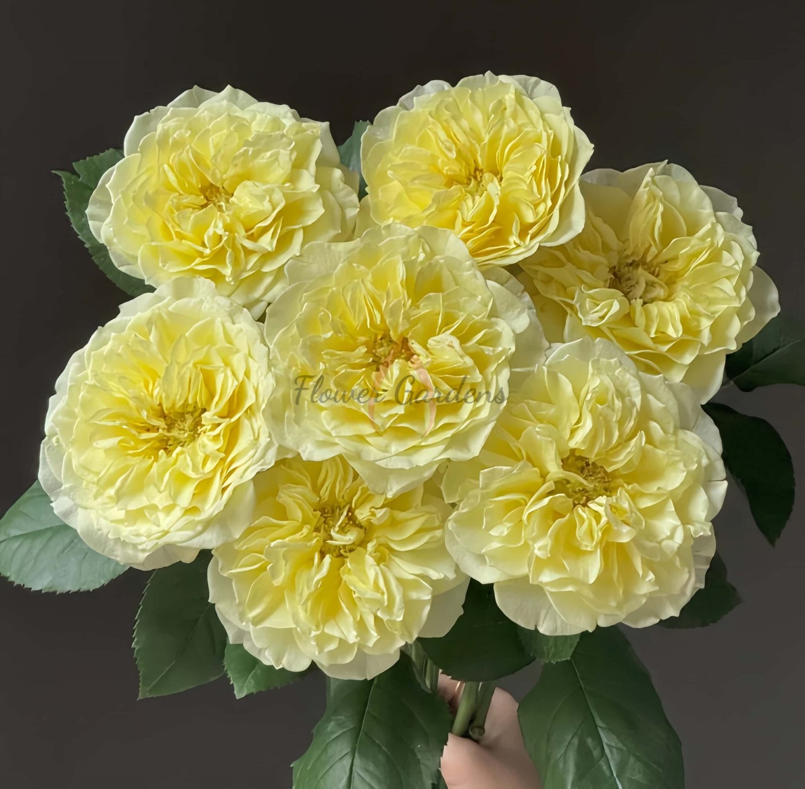 Asphyxiation Rose plant丨Flower Gardens