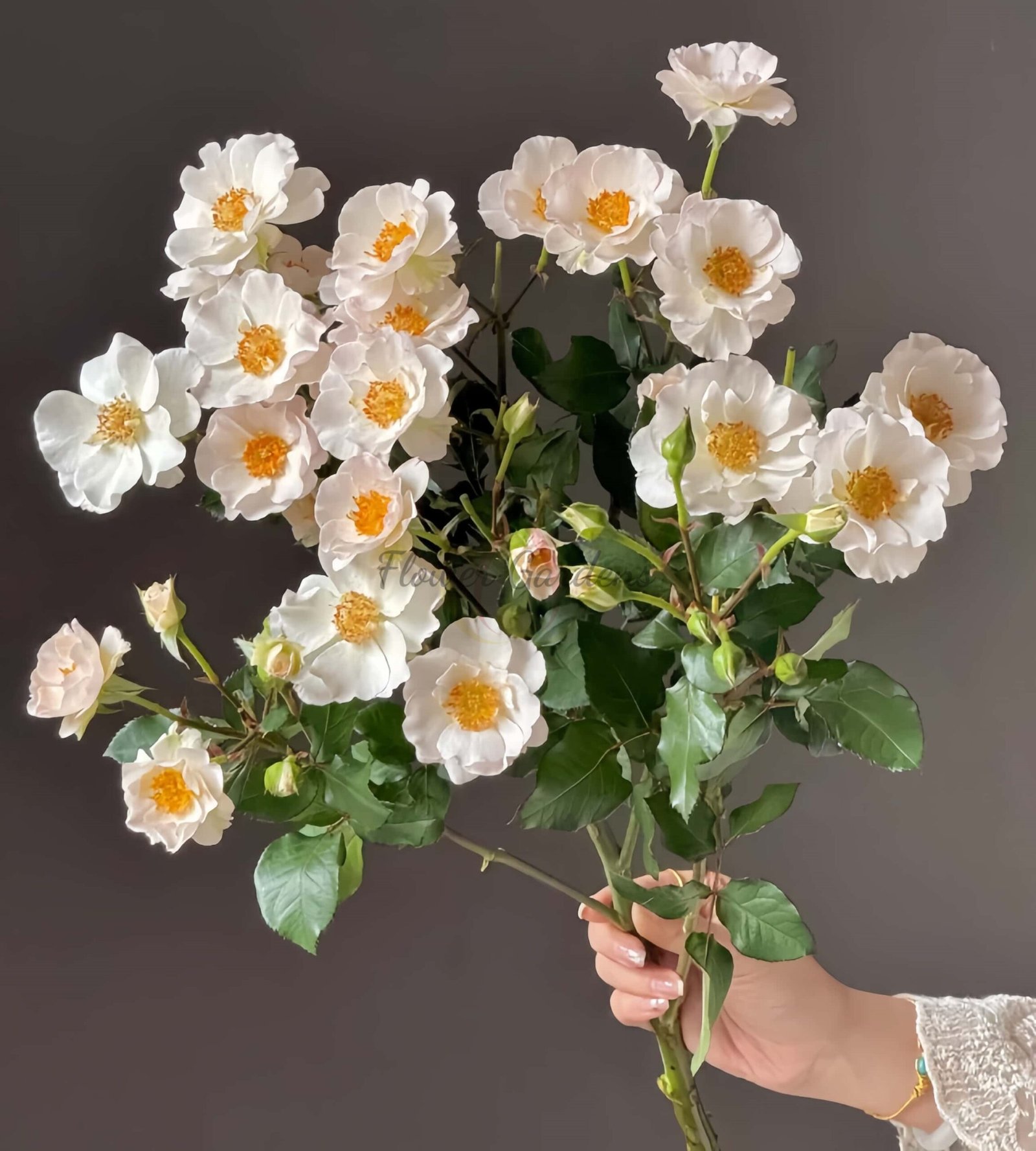 Bai Yu Xianzi Rose丨Flower Gardens