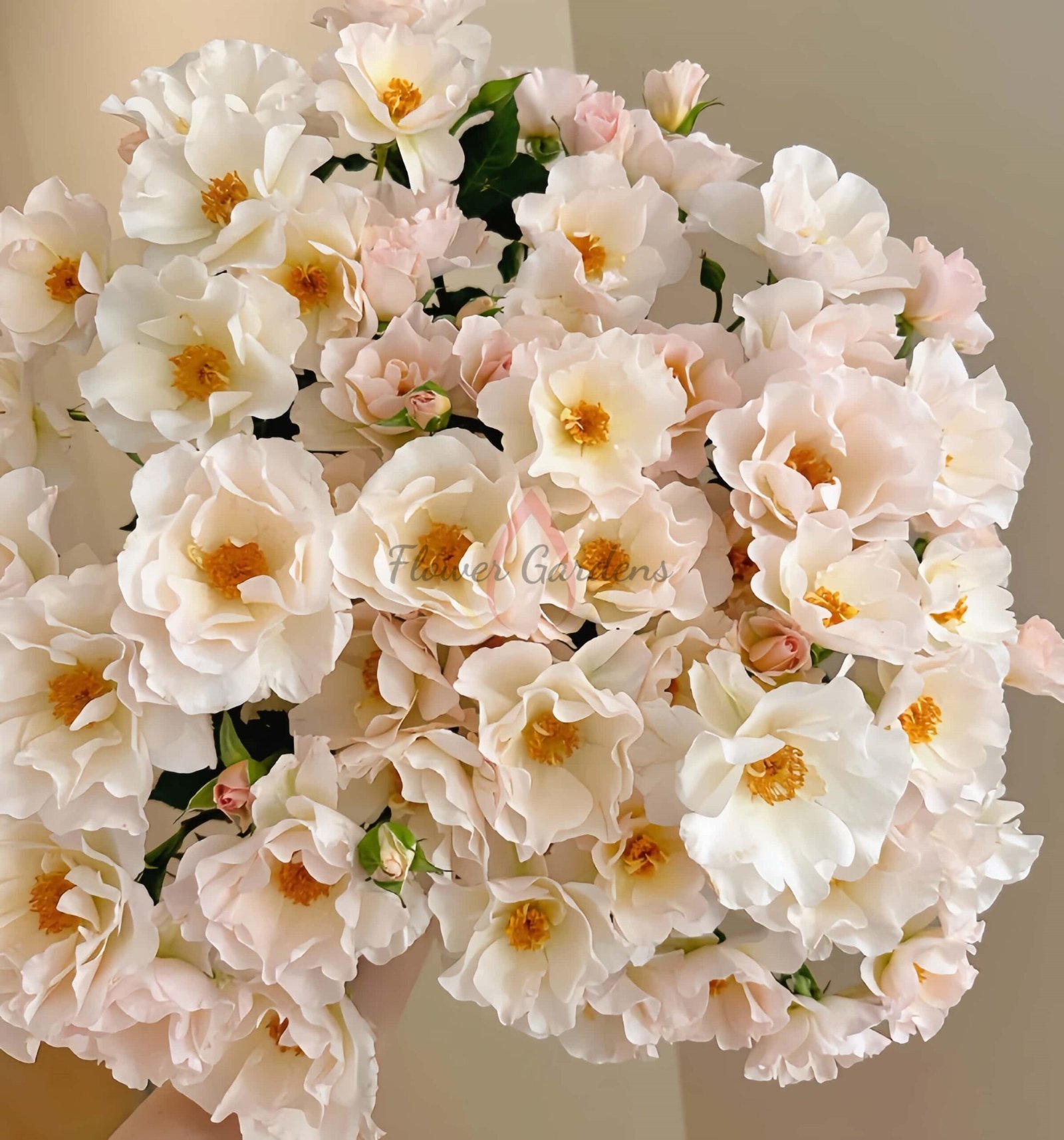 Bai Yu Xianzi Rose for sale丨Flower Gardens