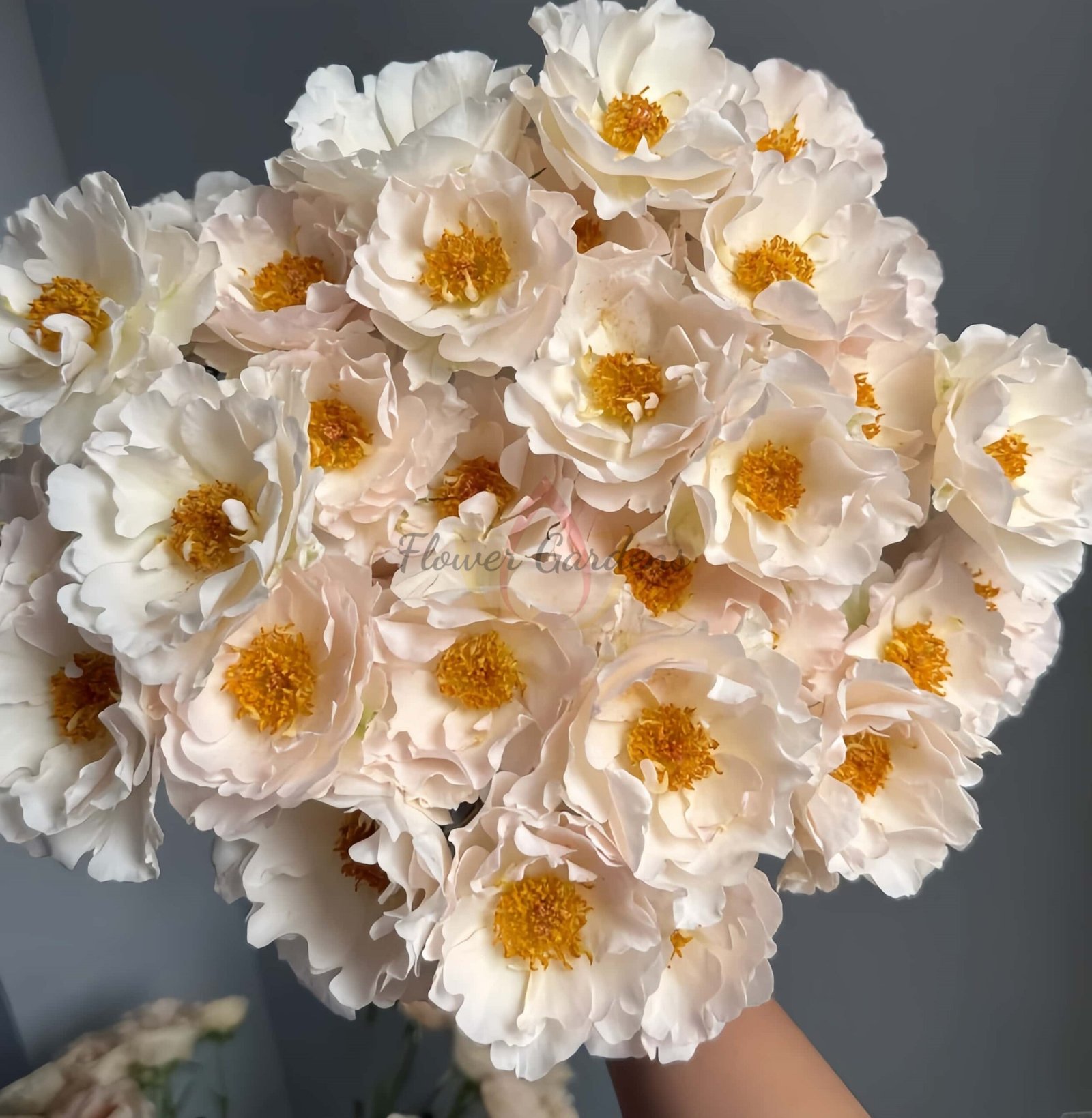 Bai Yu Xianzi Rose plant丨Flower Gardens