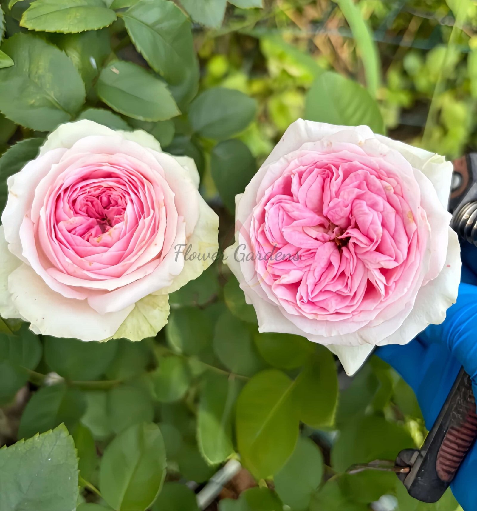 Ballerina Summerhouse Rose丨Flower Gardens
