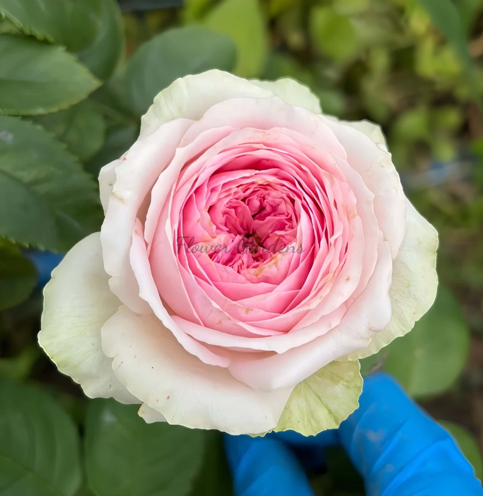 Ballerina Summerhouse Rose for sale丨Flower Gardens
