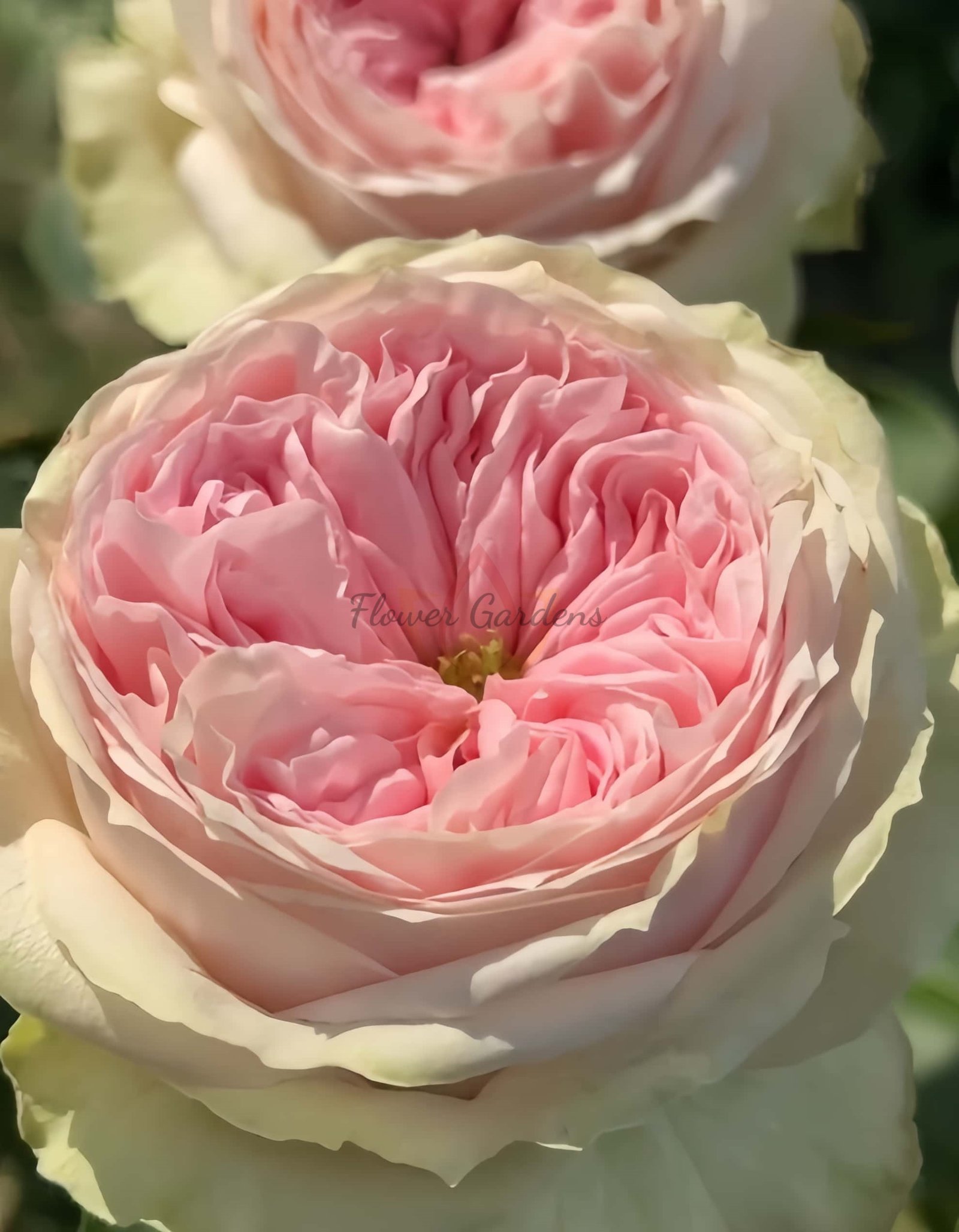 Ballerina Summerhouse Rose丨Flower Gardens