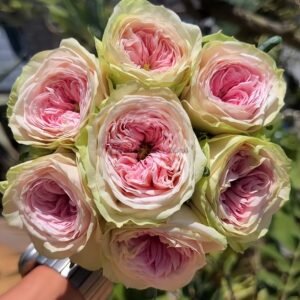 Ballerina Summerhouse Rose plant丨Flower Gardens