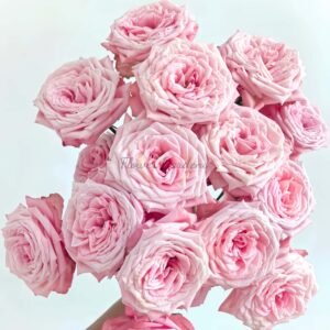Birds Nest Rose plant丨Flower Gardens