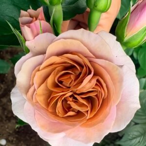 Cafe Mocha Rose丨Flower Gardens
