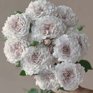 Chenyue Rose plant丨Flower Gardens