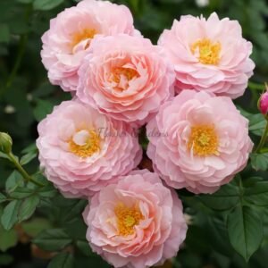 Chun Shan Qu Rose丨Flower Gardens