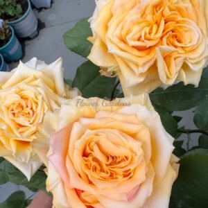 Curiosity Rose丨Flower Gardens