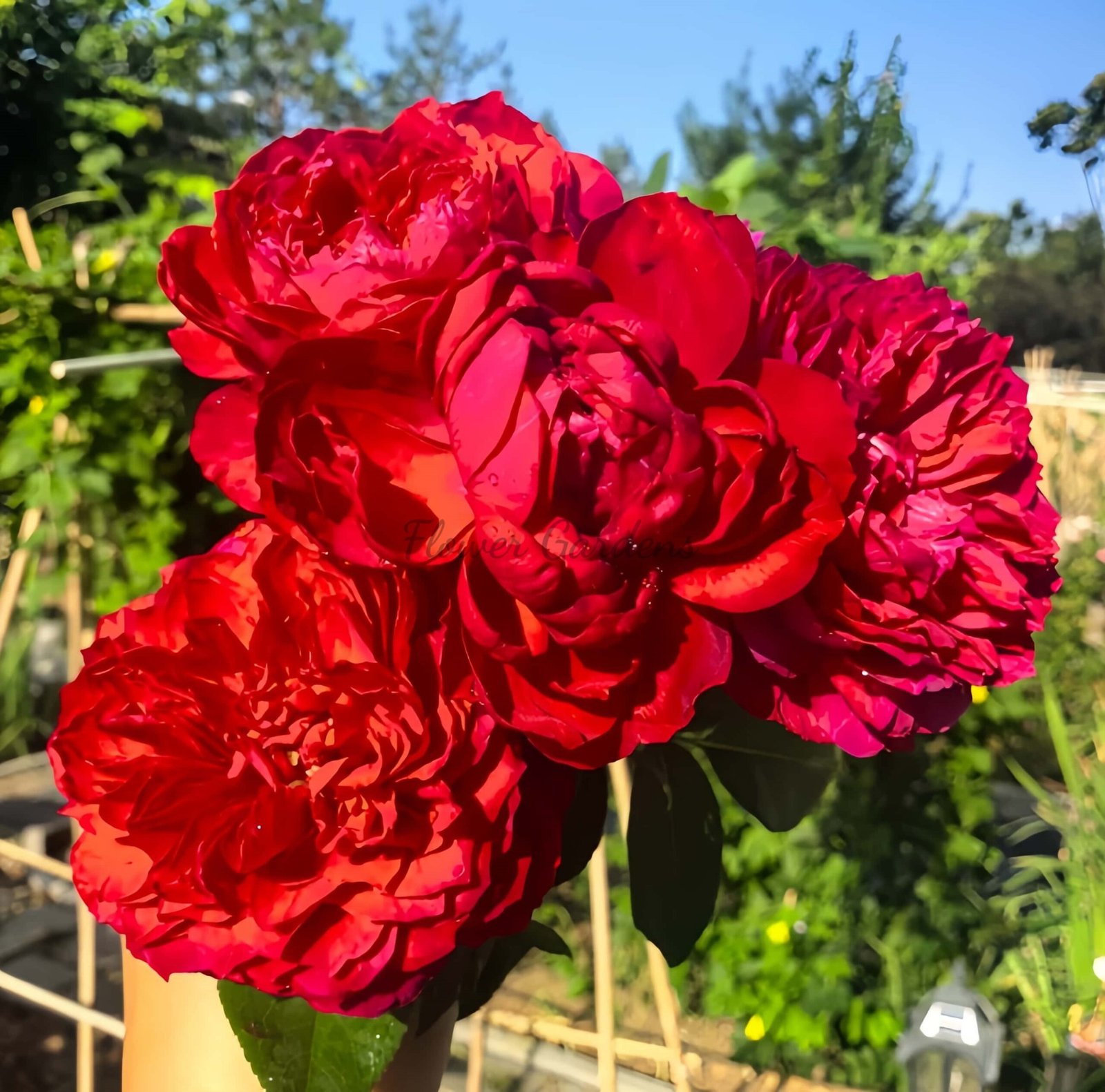 Fenghuangtai Rose丨Flower Gardens