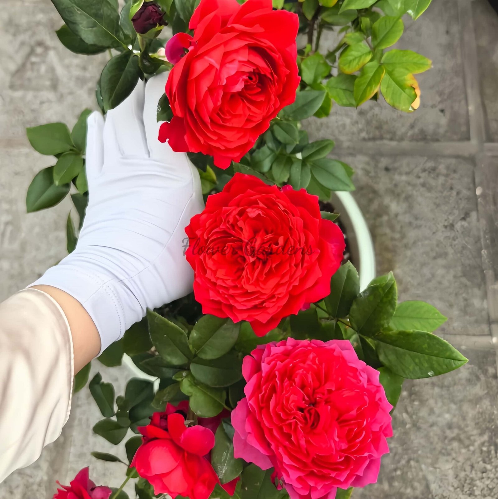 Fenghuangtai Rose for sale丨Flower Gardens