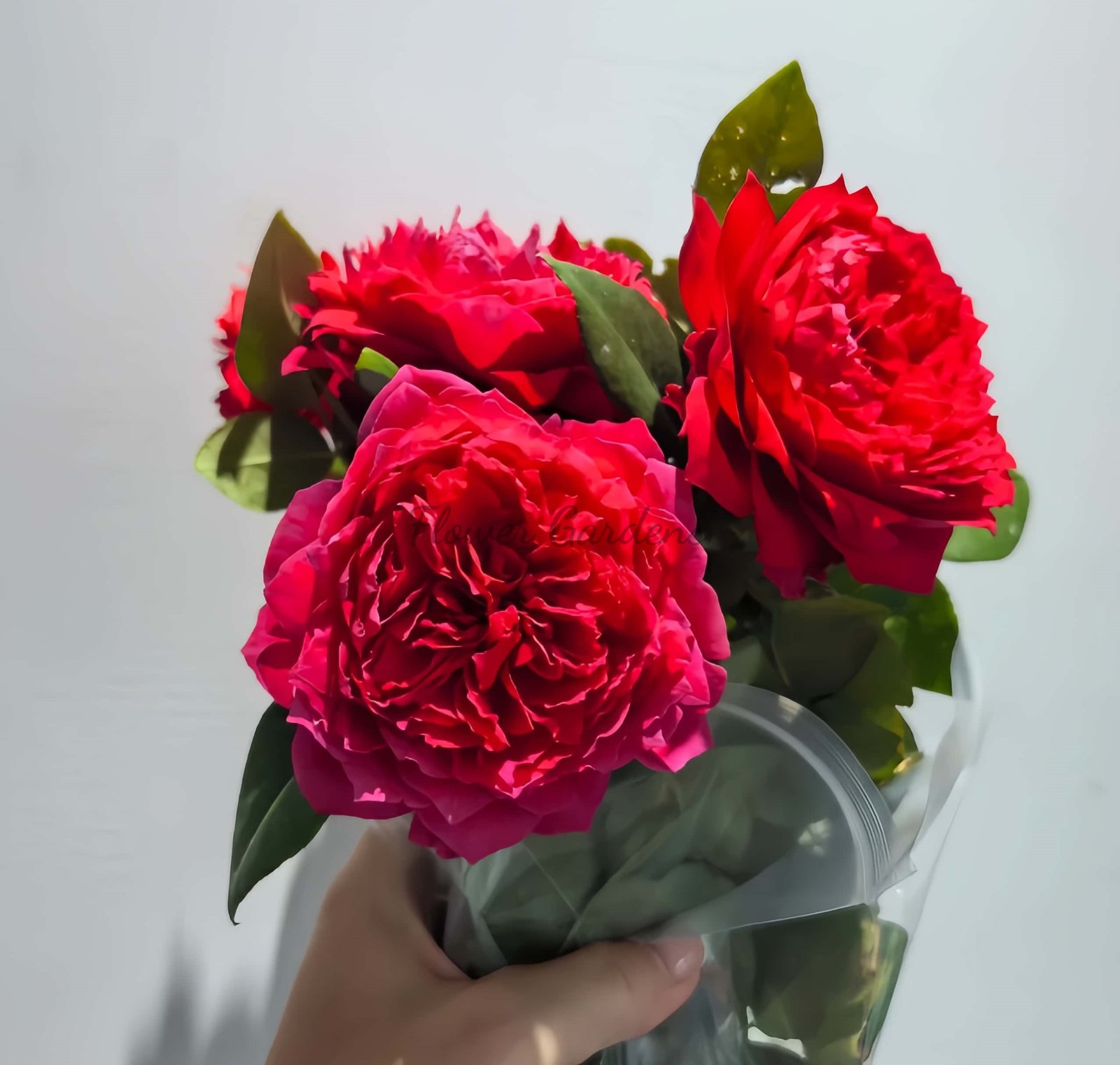 Fenghuangtai Rose丨Flower Gardens