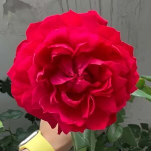 Fenghuangtai Rose plant丨Flower Gardens