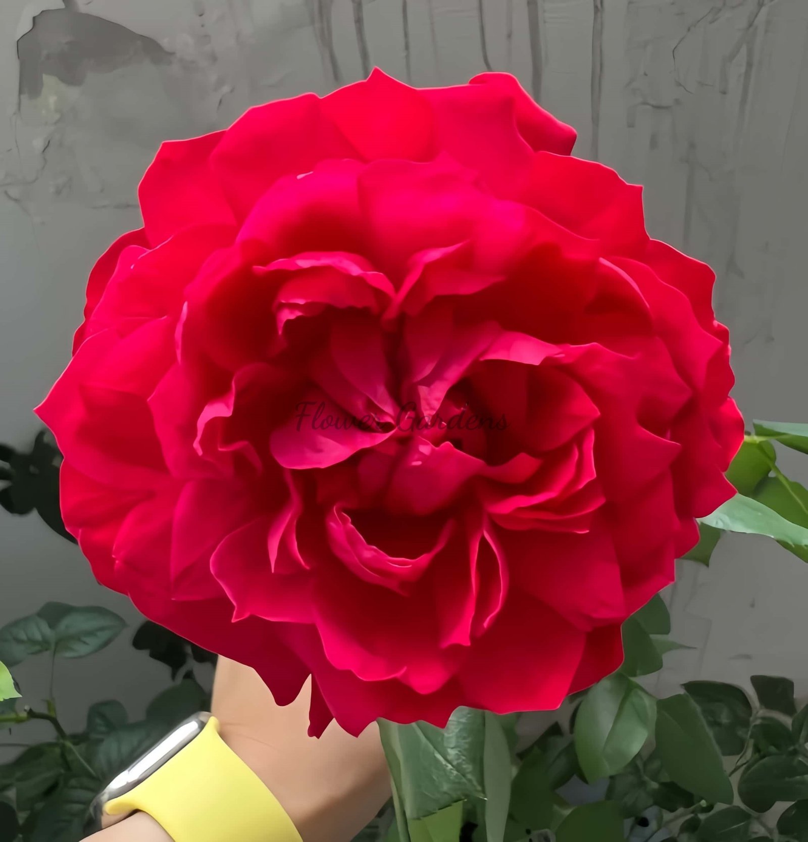 Fenghuangtai Rose plant丨Flower Gardens