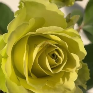 Green Generation Rose丨Flower Gardens