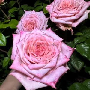 Havana Rose plant丨Flower Gardens