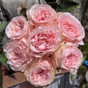 Powder Puff Rose丨Flower Gardens