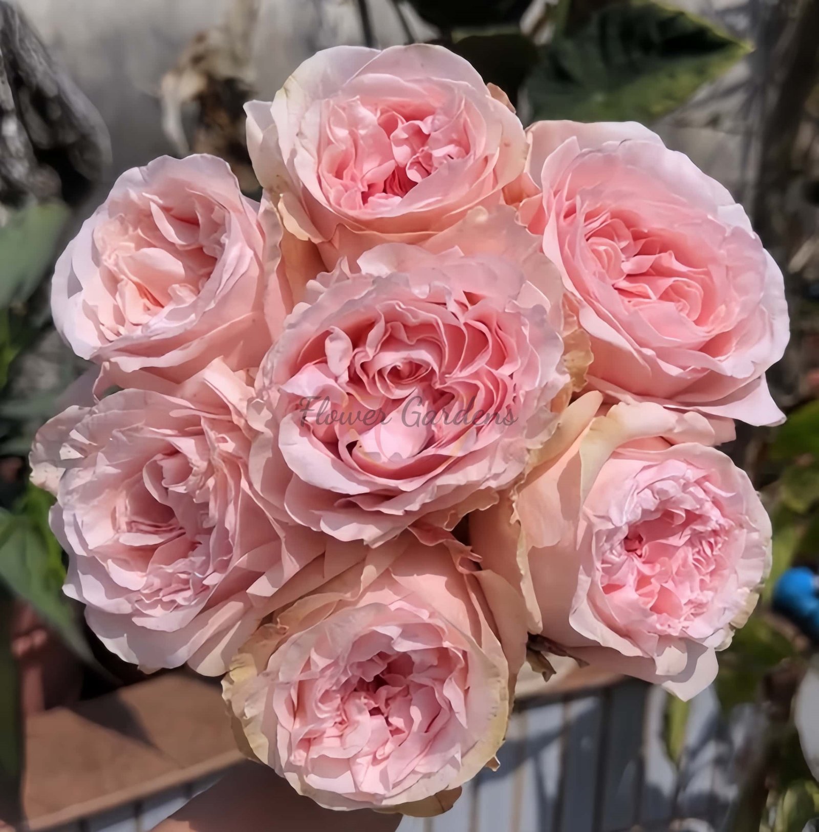 Powder Puff Rose丨Flower Gardens