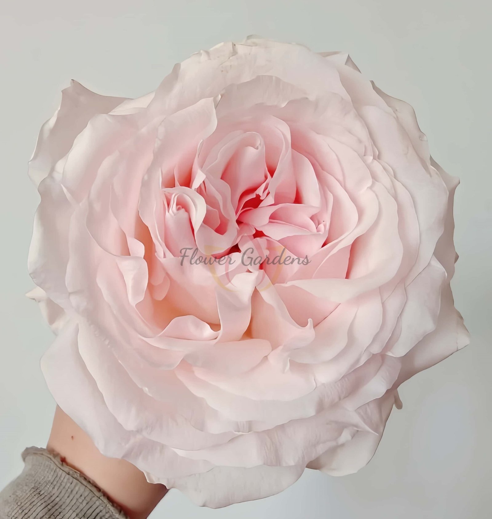 Powder Puff Rose for sale丨Flower Gardens