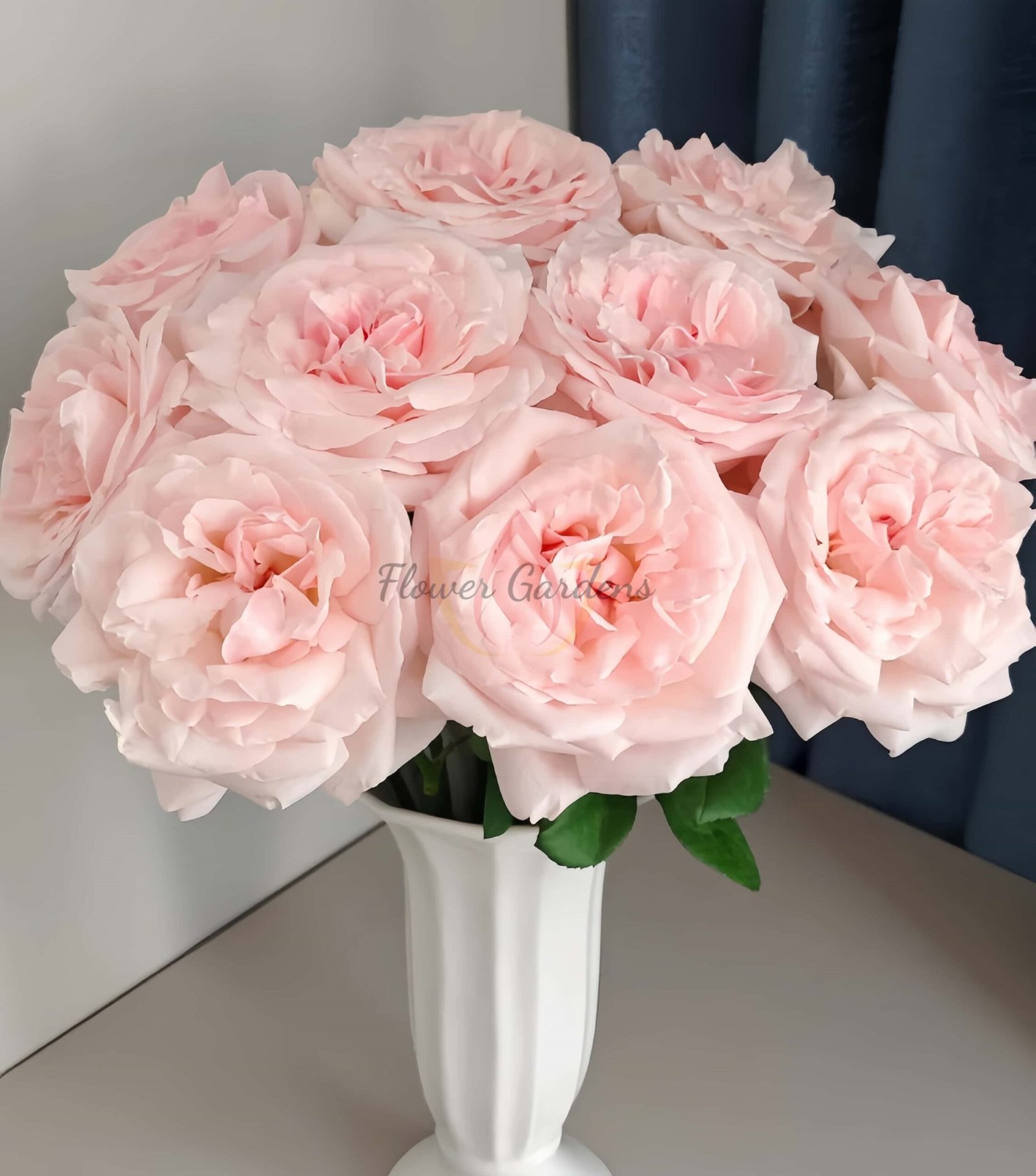 Powder Puff Rose plant丨Flower Gardens
