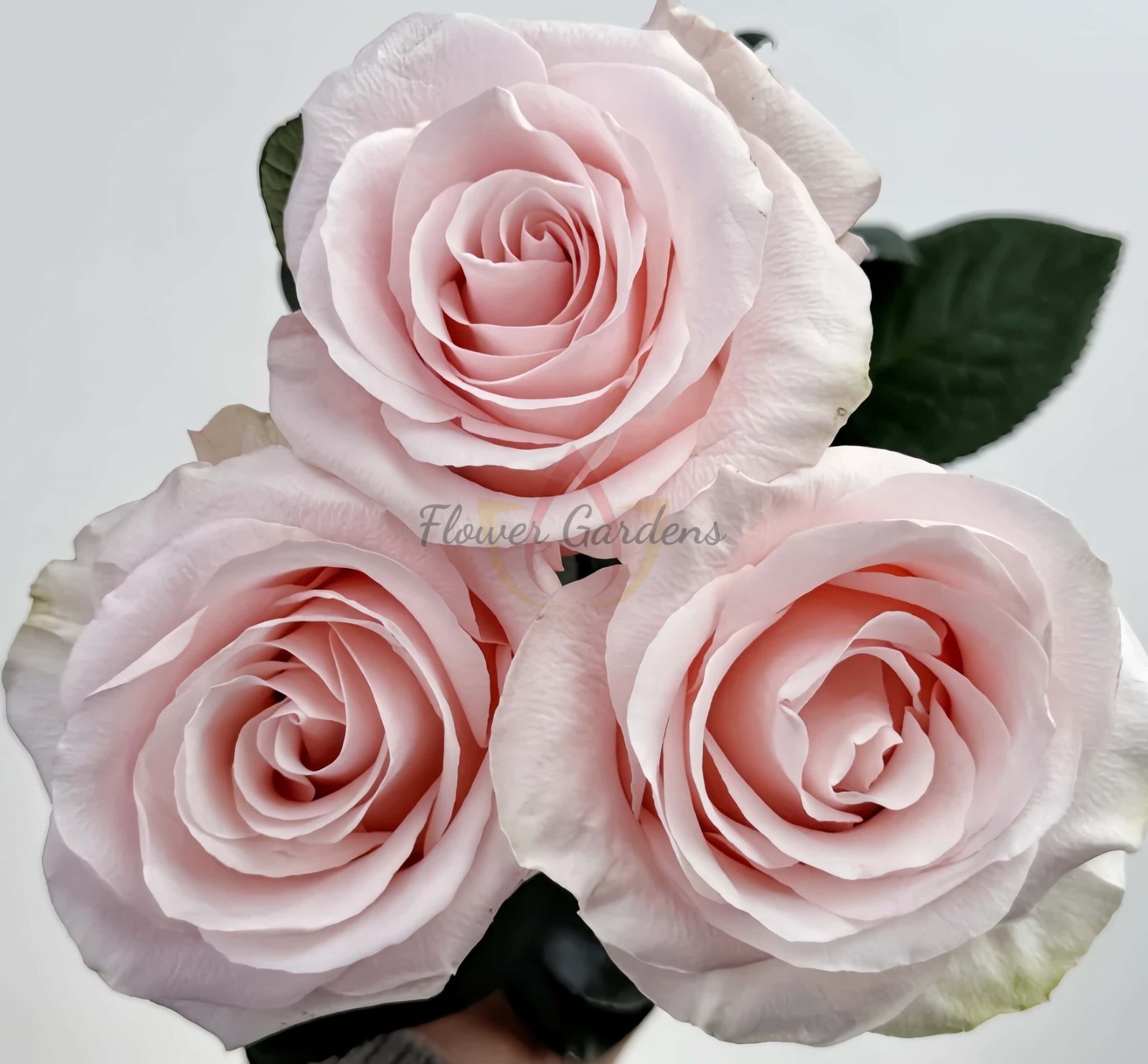 Sweet Beat Rose丨Flower Gardens