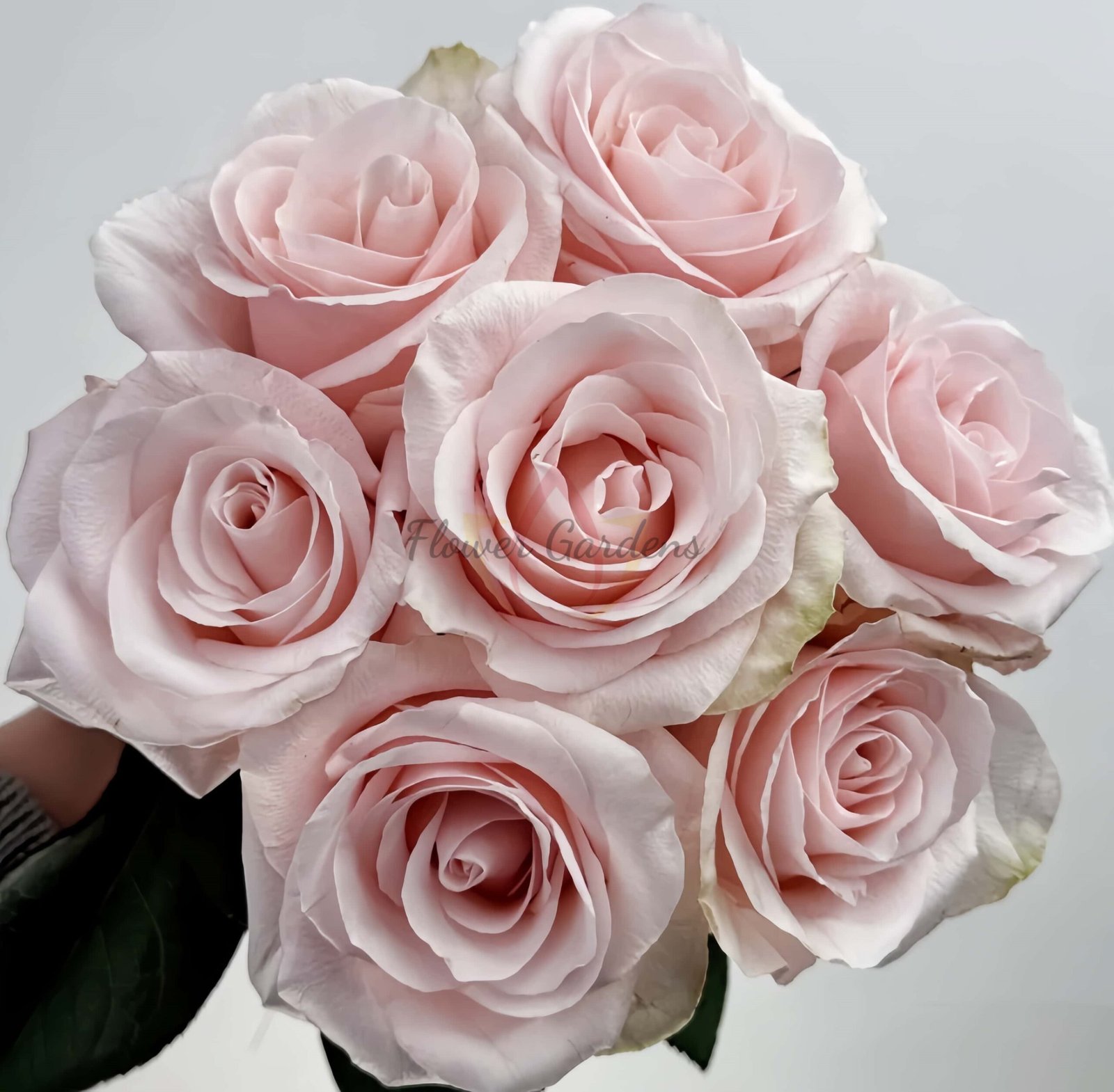 Sweet Beat Rose for sale丨Flower Gardens