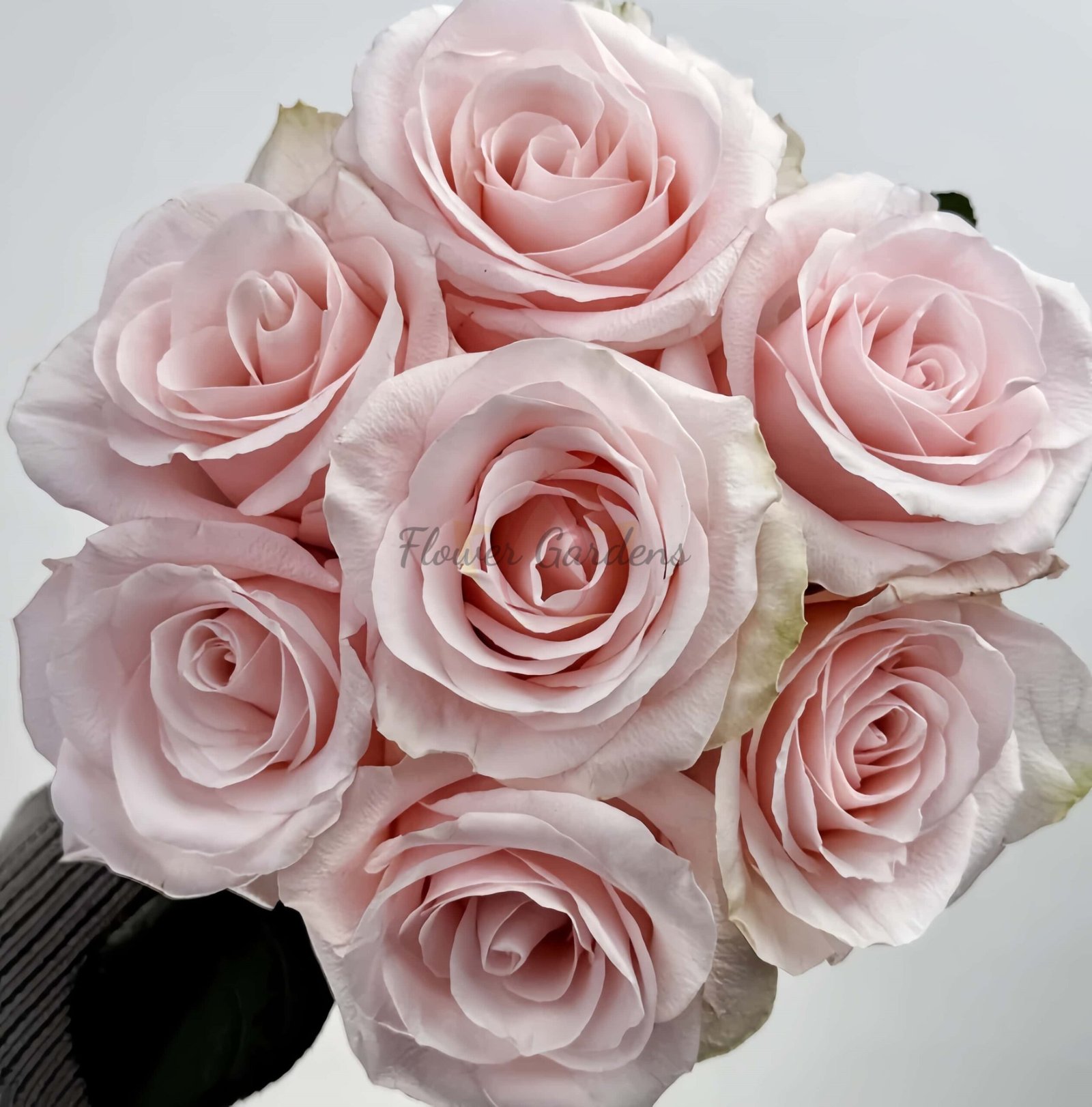 Sweet Beat Rose丨Flower Gardens