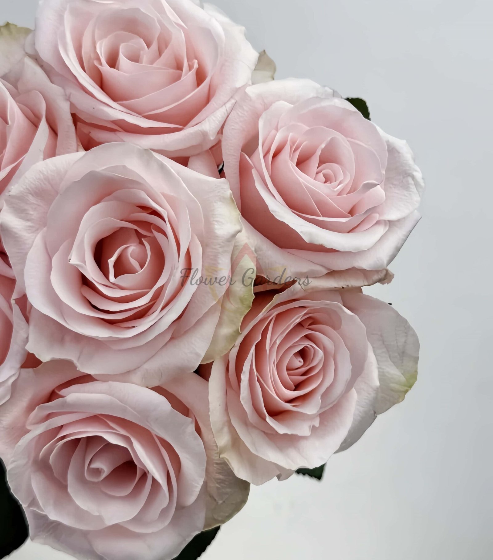 Sweet Beat Rose plant丨Flower Gardens
