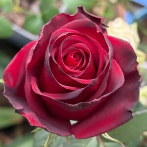Upper Class Rose plant丨Flower Gardens