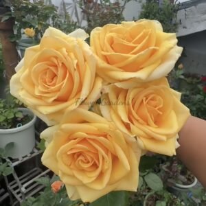 Vertigo Rose丨Flower Gardens