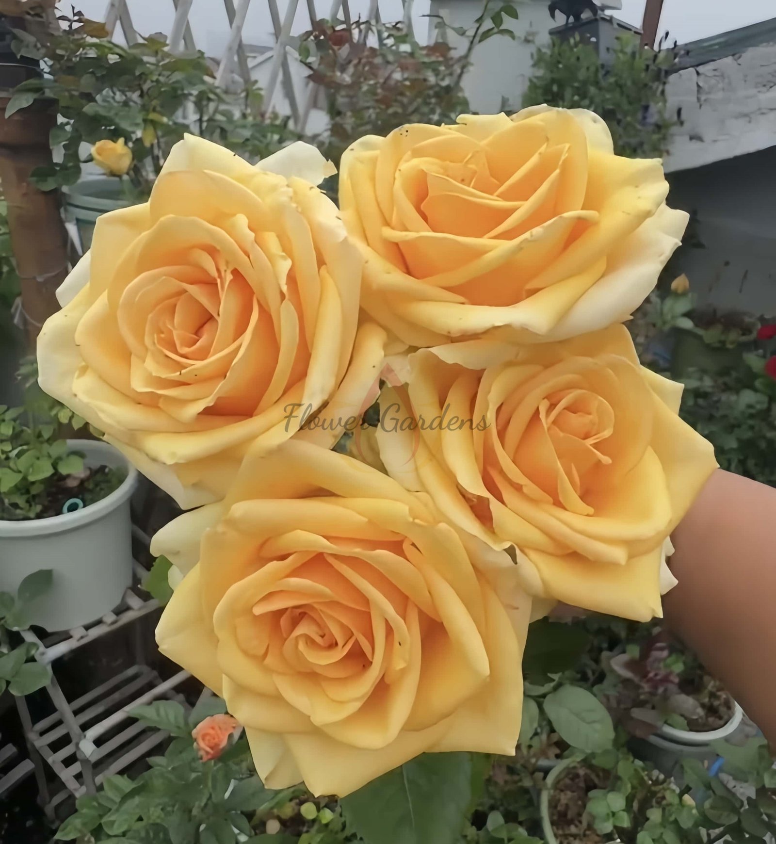 Vertigo Rose丨Flower Gardens
