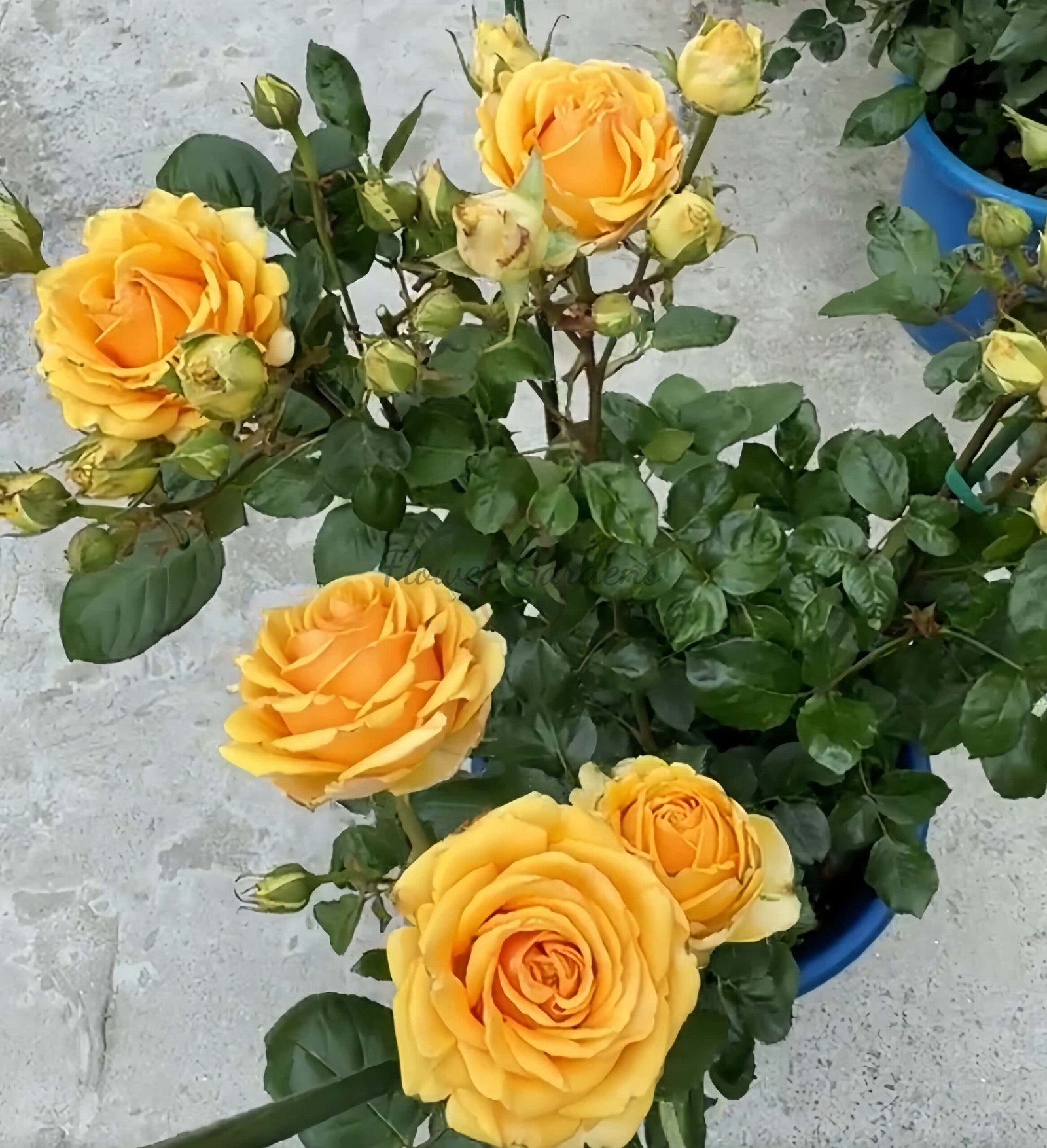 Vertigo Rose for sale丨Flower Gardens