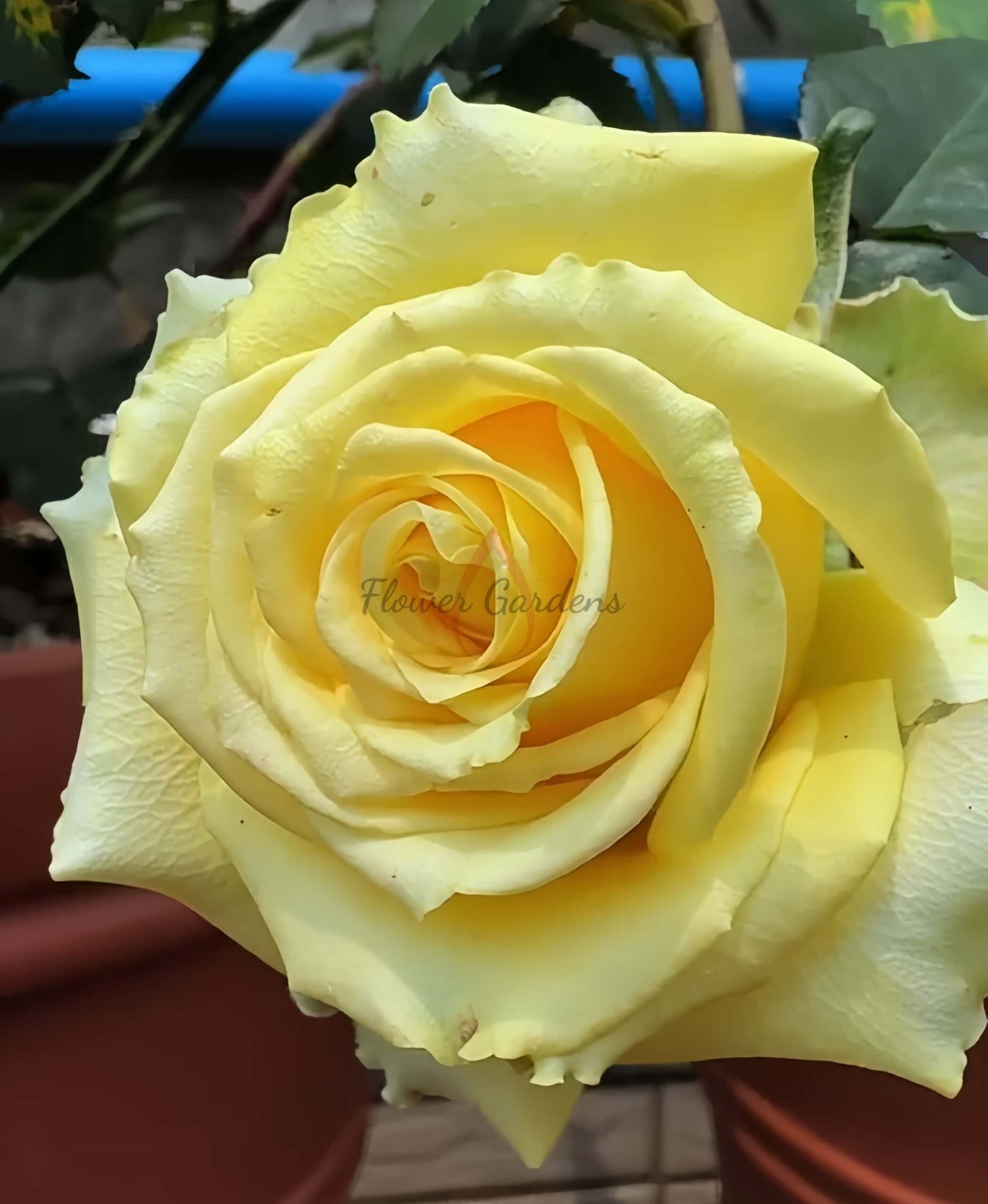 Vertigo Rose丨Flower Gardens