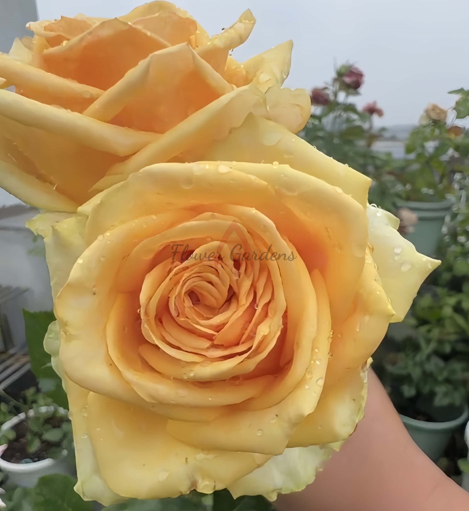 Vertigo Rose plant丨Flower Gardens