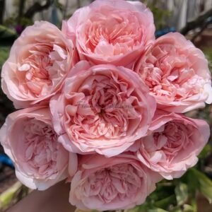 Yuliuli Rose丨Flower Gardens