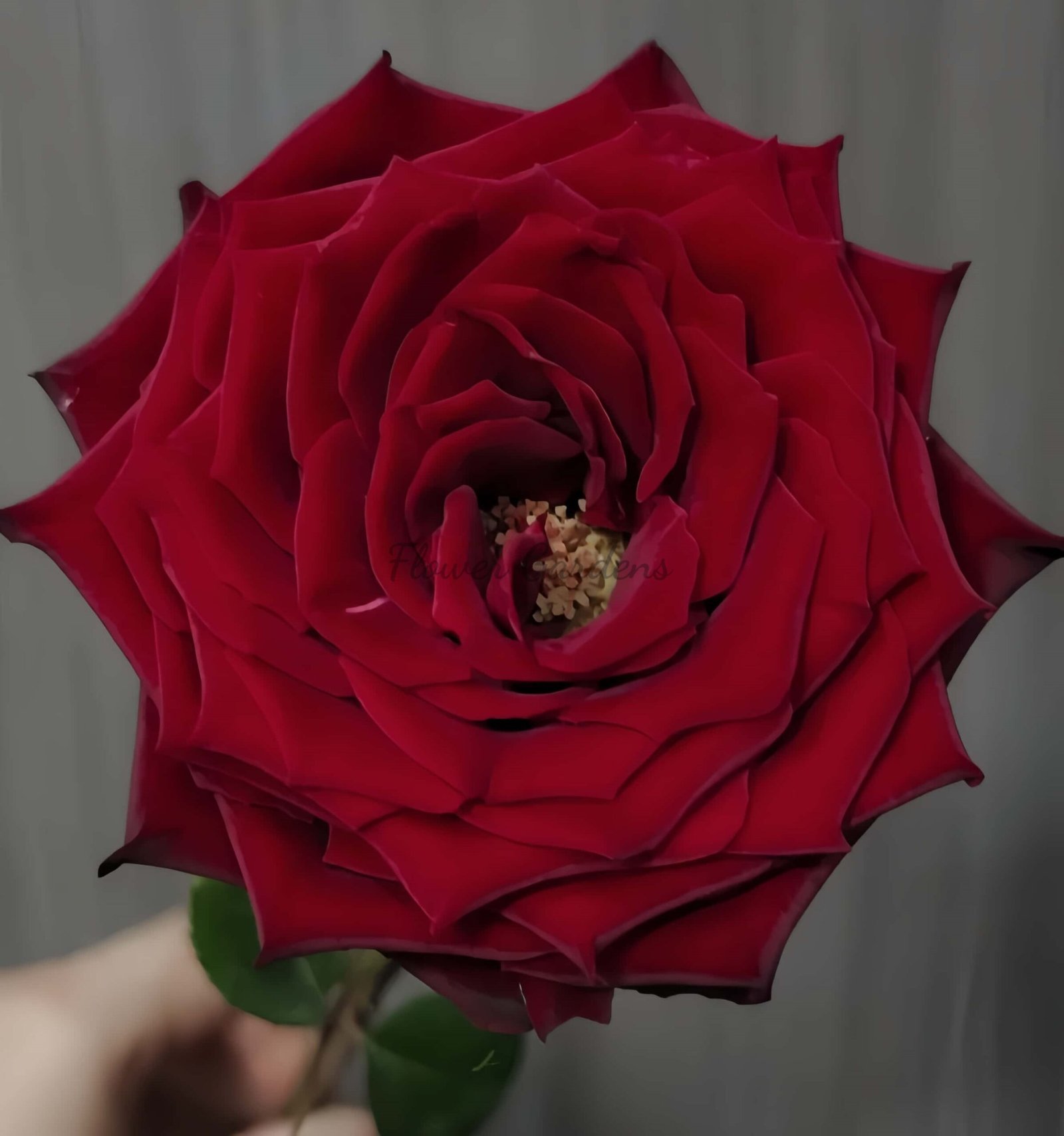 Zhu Ying Rose for sale丨Flower Gardens